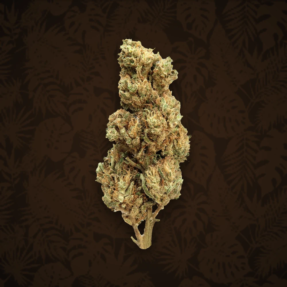 CBD & Infused Cookies - CBD Blüten INFUSED - 1g - Ocean Beach