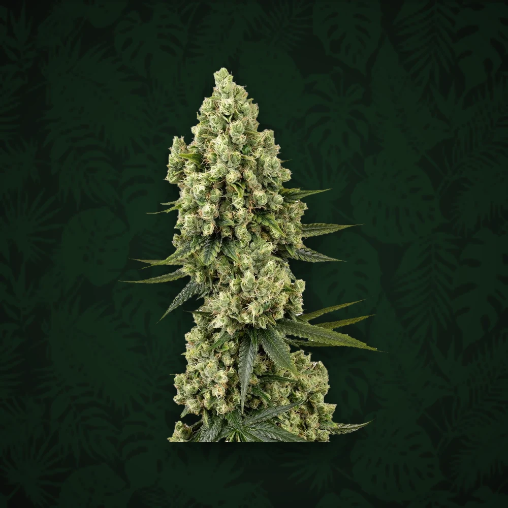 Sensi Seeds - White Diesel - Feminisiert - 3 Stück — Ansicht 2