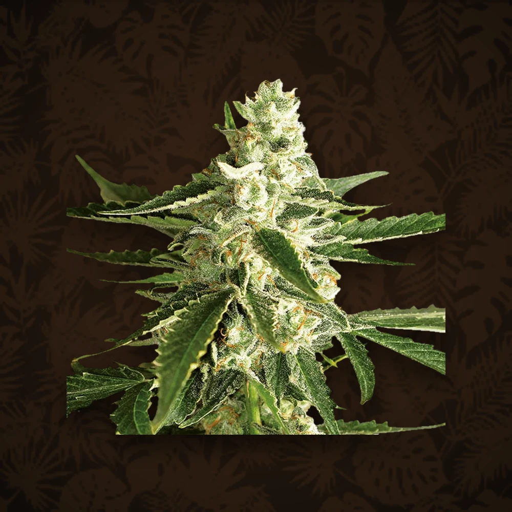 SENSI SEEDS Sensi Seeds - White Diesel - Feminisiert - 3 Stück