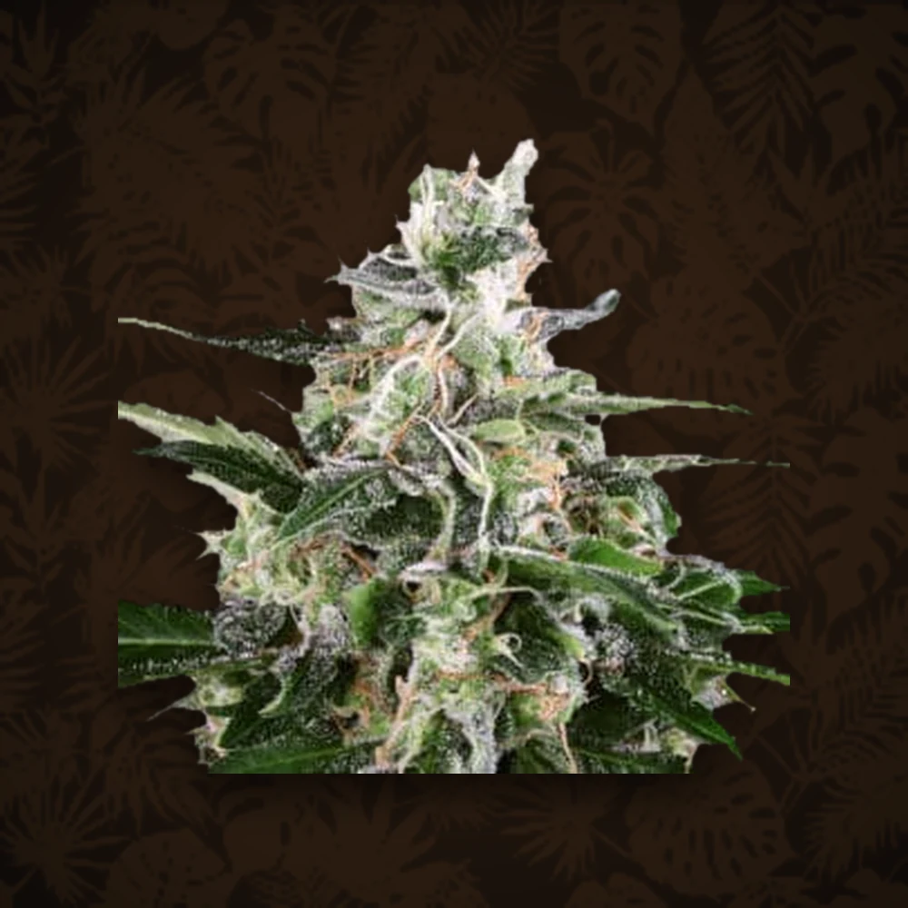 SENSI SEEDS Sensi Seeds - White Cheese - Feminisiert - 3 Stück