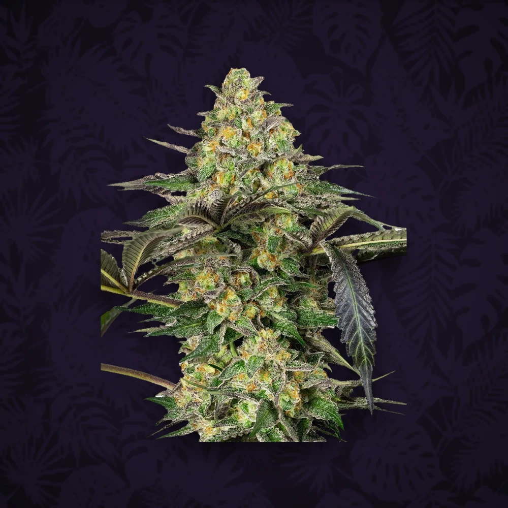 Sensi Seeds - White Cheese - Feminisiert - 3 Stück — Ansicht 2