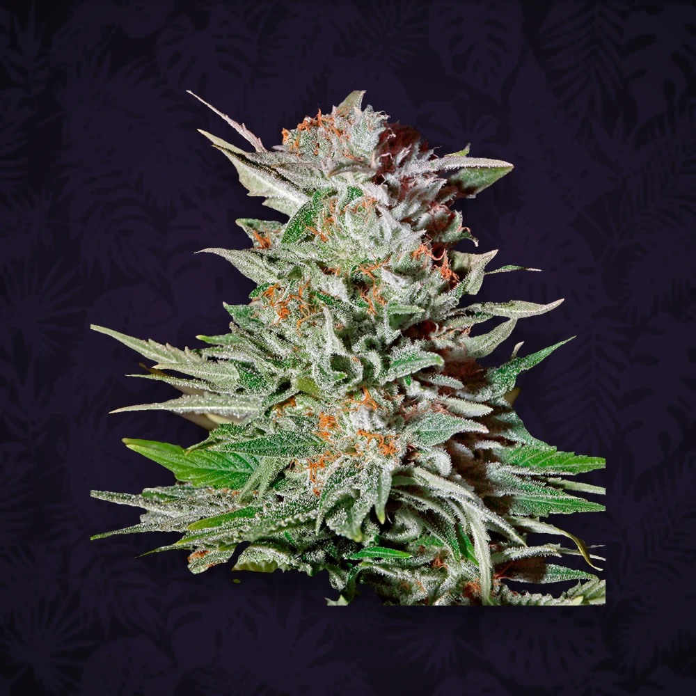 GREEN HOUSE SEEDS Green House Seeds - Super Lemon Haze - Automatic - 3 Stück