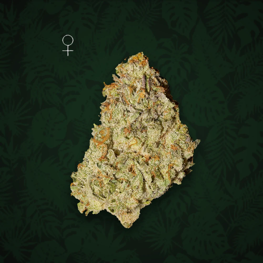 Green House Seeds - Super Lemon Haze - Automatic - 3 Stück — Ansicht 2