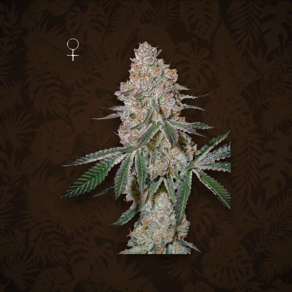 GREEN HOUSE SEEDS Green House Seeds - Bubba Kush - Feminisiert - 3 Stück