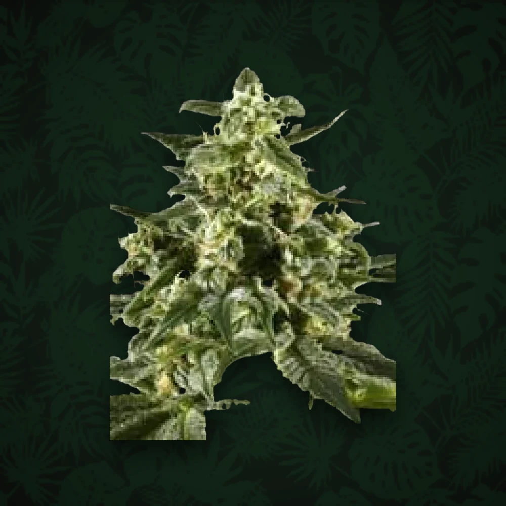 GREEN HOUSE SEEDS Green House Seeds - Neville´s Haze - Feminisiert - 3 Stück