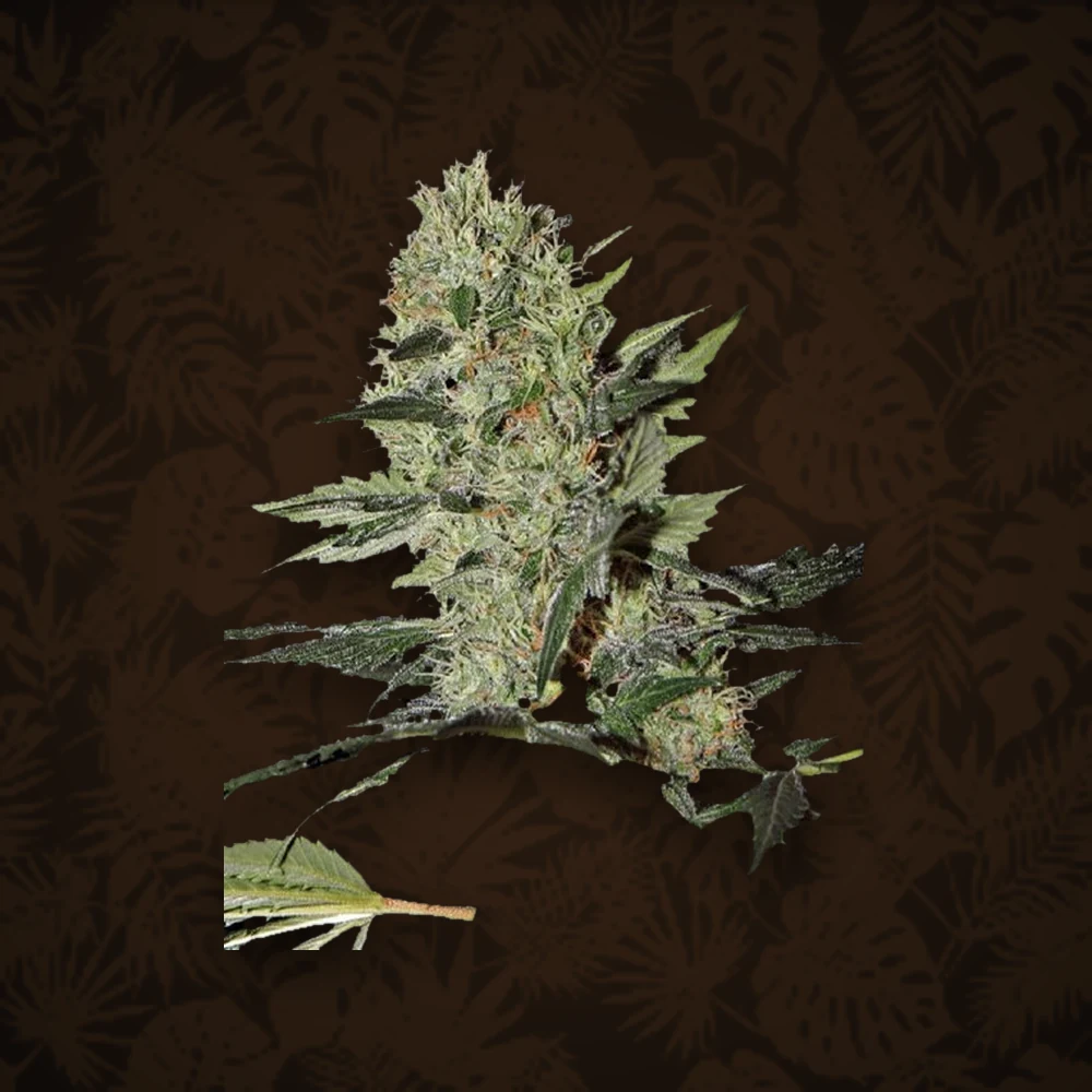 GREEN HOUSE SEEDS Green House Seeds - Northern Lights - Automatic - 3 Stück