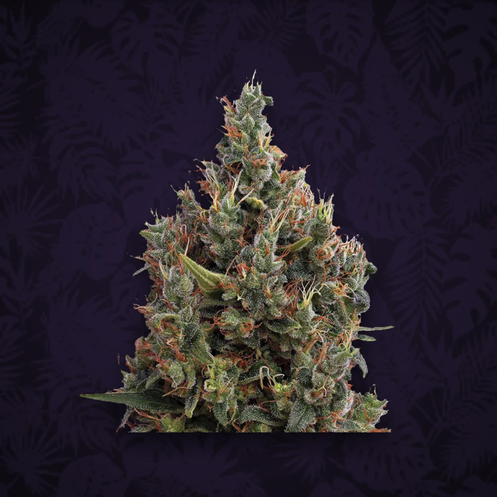 GREEN HOUSE SEEDS Green House Seeds - Flowerbomb Kush - Feminisiert - 3 Stück