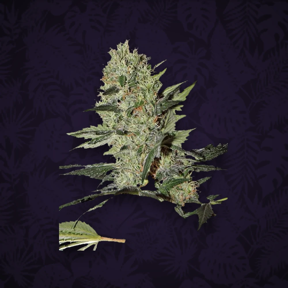 Green House Seeds - Flowerbomb Kush - Feminisiert - 3 Stück — Ansicht 2