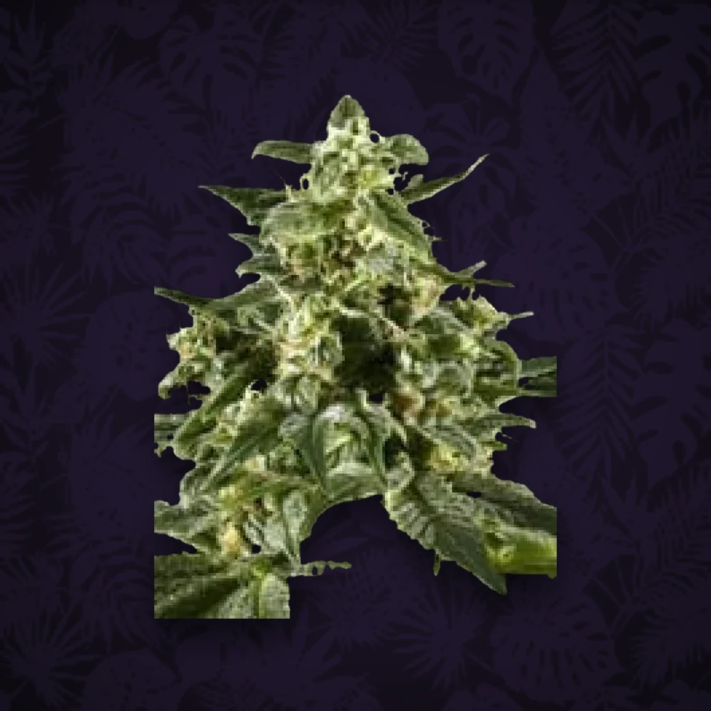 GREEN HOUSE SEEDS Green House Seeds - AlienZ - Feminisiert - 3 Stück