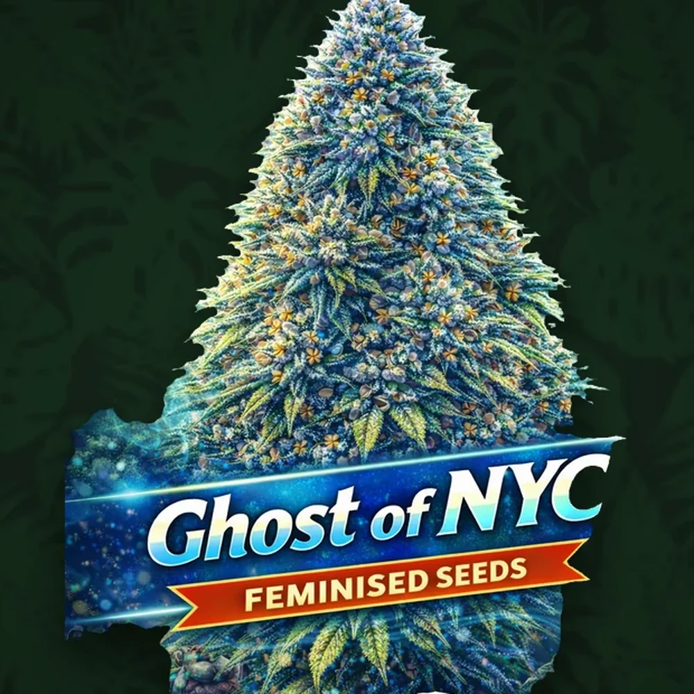 Humboldt Seeds Company - Ghost of NYC - Feminisiert - 3 Stück — Ansicht 2