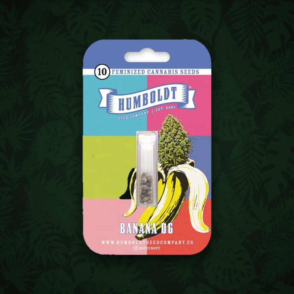 Humboldt Seeds Company - Banana Sapphire - Feminisiert - 3 Stück — Ansicht 2