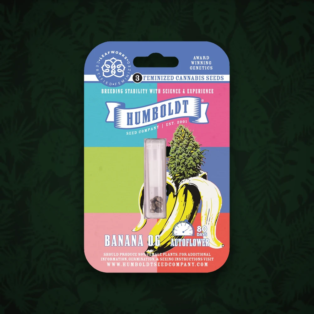 HUMBOLDT Humboldt Seeds Company - Banana Sapphire - Feminisiert - 3 Stück