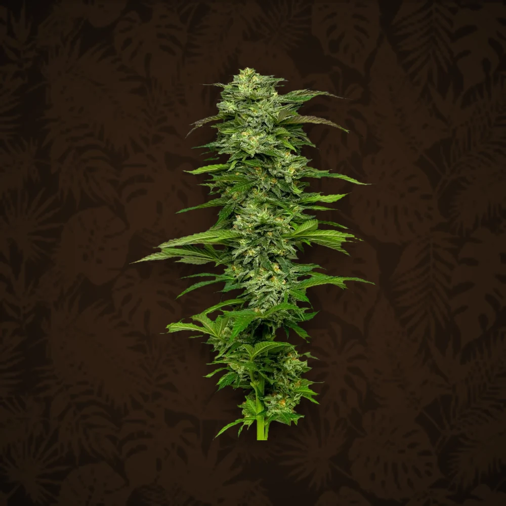 HUMBOLDT Humboldt Seeds Company - Mango OG - Automatic - 3 Stück