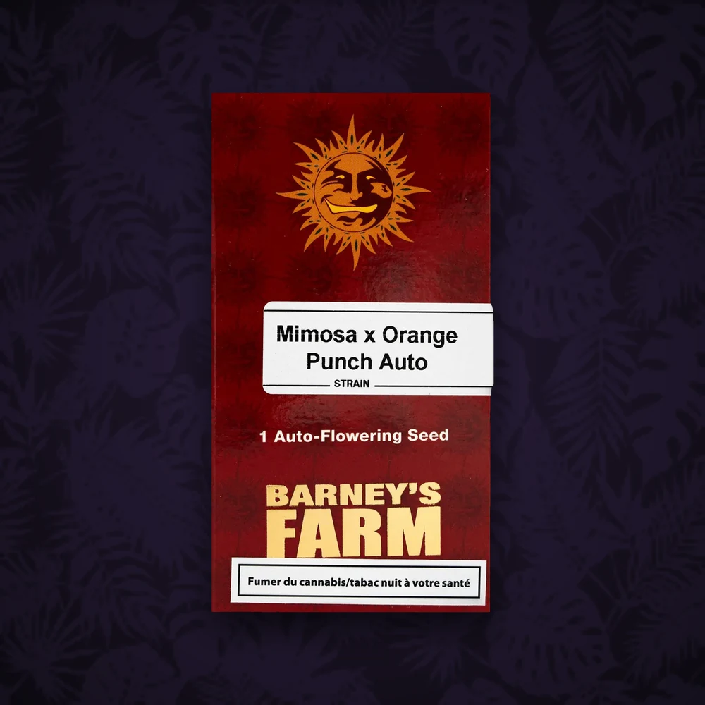 Barney's Farm - Mimosa x Orange Punch - Auto - 3 Stück — Ansicht 2