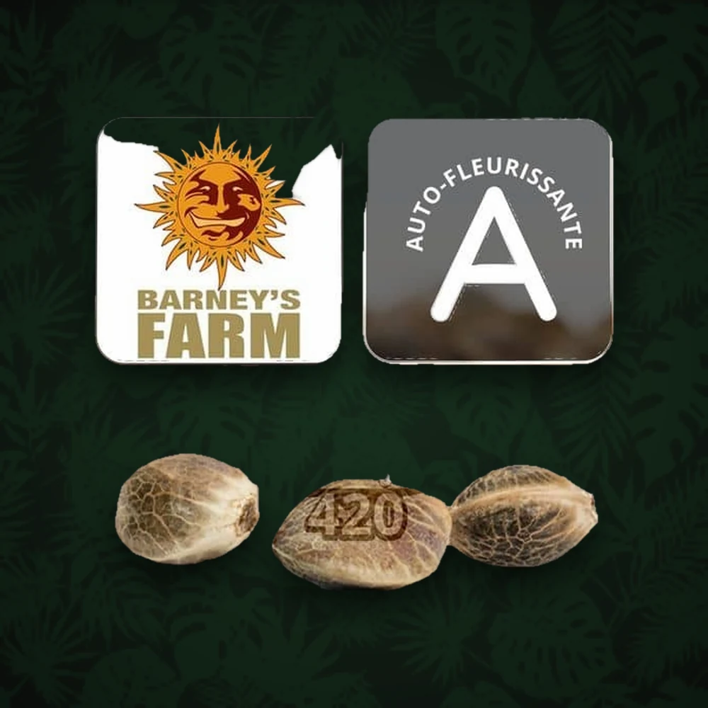Barney's Farm - Mimosa x Orange Punch - Auto - 3 Stück — Ansicht 3