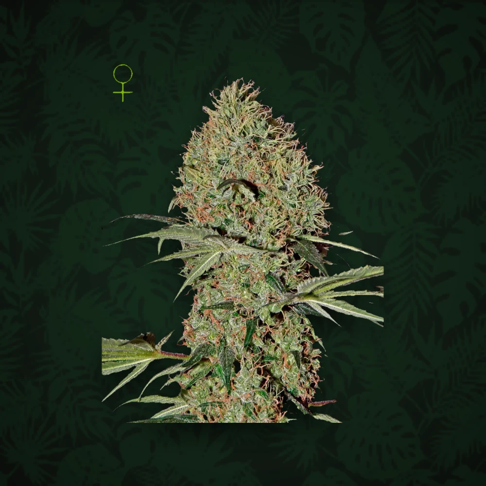 GREEN HOUSE SEEDS Green House Seeds - Sugarlato - Automatic - 3 Stück